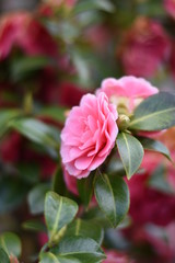 Garten-Kamelie - rosa Blüte