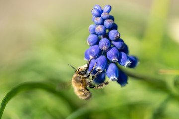 Humblefly on a blue flower