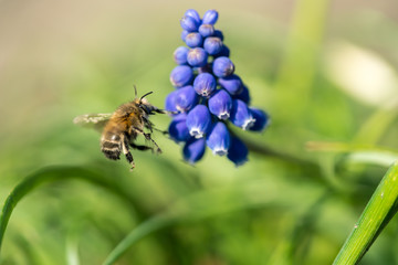 Humblefly on a blue flower