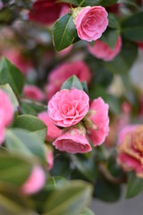 Garten-Kamelie - rosa Blüte