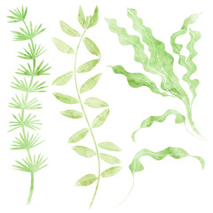 Watercolor marine algae on a white background. Collection of isolated silhouettes elements for design.