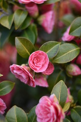 Garten-Kamelie - rosa Blüten