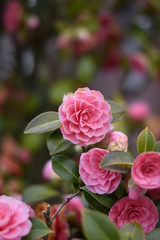 Garten-Kamelie - rosa Blüten