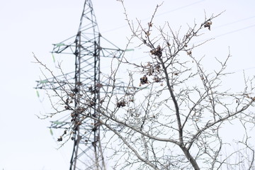 trees and high voltage power lines
