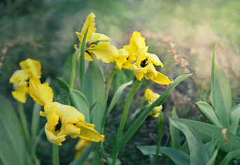 Spring garden. Tulip cultivars blooming in spring time. Spring or gardening background.
