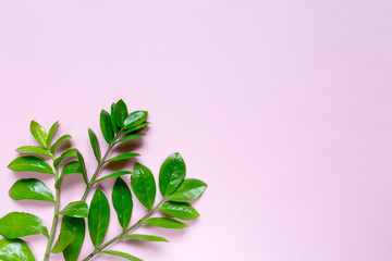 Creative flat lay top view of green  leaves millennial pink paper background with  copy space. Minimal  leaf plants summer concept template for your text or design.
