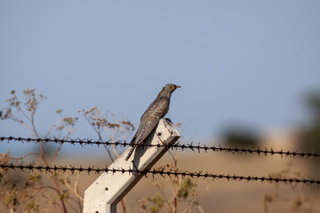  Common cuckoo birds above fence