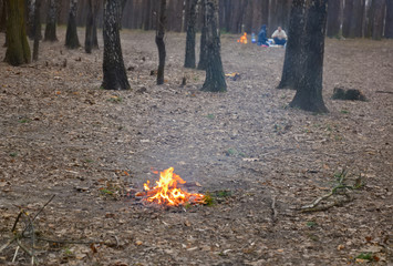 Unextinguished fire left in woods after a picnic. Ukraine.