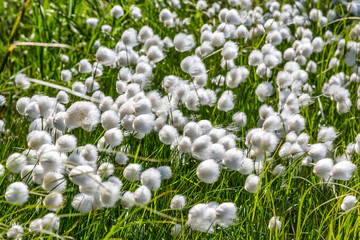 Flowering cotton grass in the tundra in summer