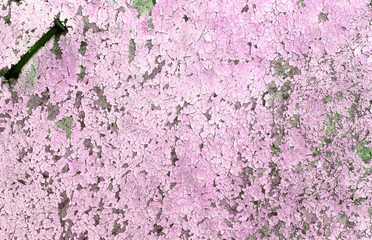 Old wooden background with remains of pieces of scraps of old paint on wood. Texture of an old tree, board with paint, vintage background peeling paint. old blue board with cracked paint,