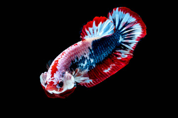 Betta fish Fight in the aquarium