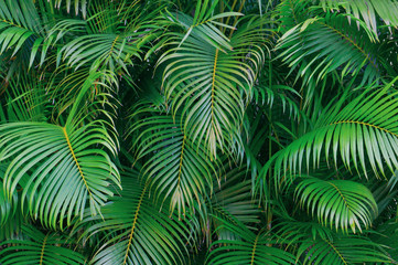 Obraz na płótnie Canvas Palm leaves background. Natural green backdrop. 