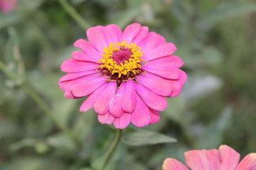 Obraz premium Flower