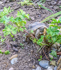 Turtle Testudo Marginata european landturtle closeup wildlife
