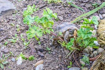 Turtle Testudo Marginata european landturtle closeup wildlife