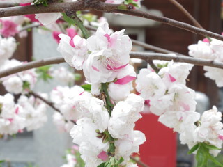Fototapeta na wymiar 櫛田神社の花桃