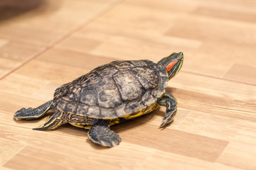 a turtle on the floor at home