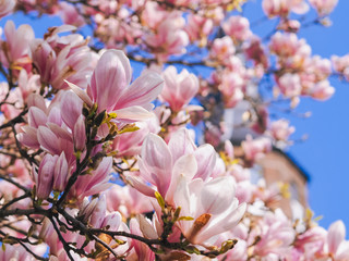 Old tower with blossom of magnolias in Groningen in spring. Beautiful pink magnolias on blue sky...