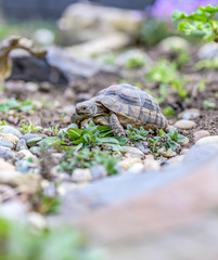 Turtle Testudo Marginata european landturtle closeup wildlife