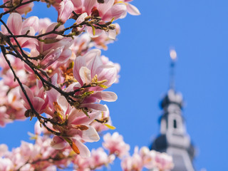 Old tower with blossom of magnolias in Groningen in spring. Beautiful pink magnolias on blue sky background. Warmest colors of magnolia flowers . Magnoliaceae soulangeana