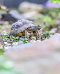 Turtle Testudo Marginata european landturtle closeup wildlife