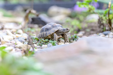 Turtle Testudo Marginata european landturtle closeup wildlife