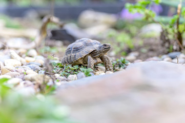 Turtle Testudo Marginata european landturtle closeup wildlife
