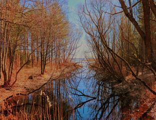 Obraz premium Лесная река