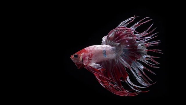 siamese crowntail fighter fish or betta - Colorful red and white Thai Fighting Fish or better known as Siamese Fighting Fish Betta Splendens in super slow motion on black background.