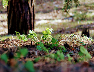 молодые растения в лесу