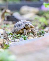 Turtle Testudo Marginata european landturtle closeup wildlife