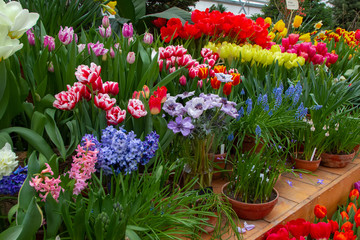 Decorative flowers in a greenhouse