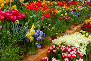 Decorative flowers in a greenhouse