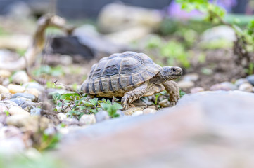 Turtle Testudo Marginata european landturtle closeup wildlife