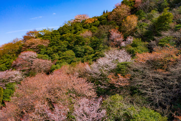里山に咲き始めた山桜が美し彩を添えていた。