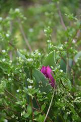 spring