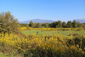 Yellow flowers blooming in the field against the backdrop of the mountains of Abkhazia. Popular tourist destination.