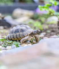 Turtle Testudo Marginata european landturtle closeup wildlife