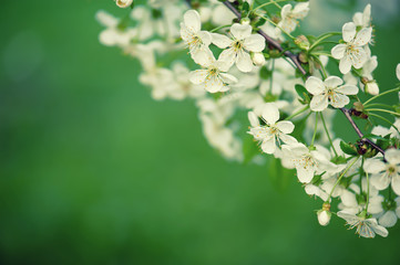 Cherry flowers frame