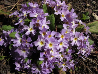 purple flowers in the garden