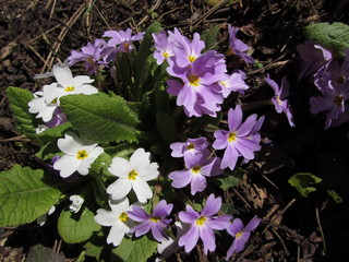 blue flowers in the garden