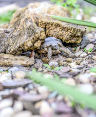 Turtle Testudo Marginata european landturtle closeup wildlife