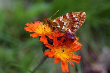 Schmetterling auf Blüte
