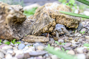 Turtle Testudo Marginata european landturtle closeup wildlife