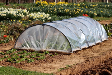 Small garden greenhouse made of metal pipes and transparent nylon and used to grow lettuce...