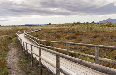 Fototapeta na wymiar view of a wooden walkway between the reeds and the vegetation of a wetland on cloudy day