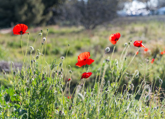 coquelicots