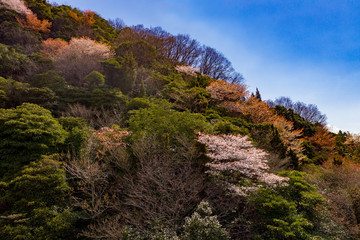 里山の山桜が咲き始めて美しい