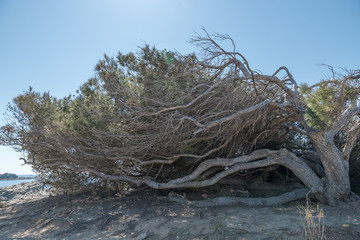 Pin couché par le vent