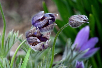 Strange looking Pulsatilla vulgaris or Pasque flower or Pasqueflower or European pasqueflower or Danes blood partially open violet flowers planted in local garden surrounded with other plants and flow